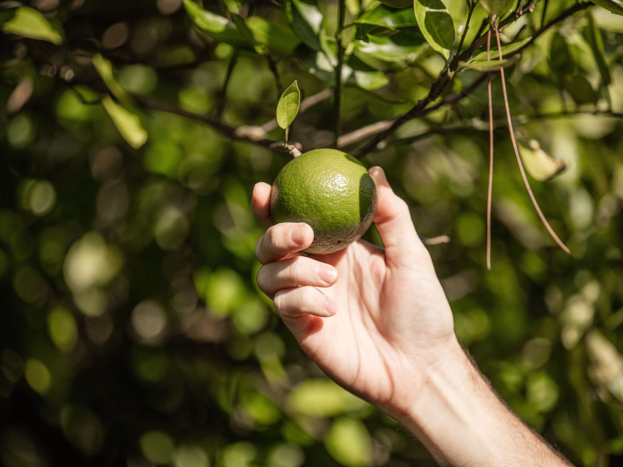 A hand reaches up to pick a green, unripe orange in a grove