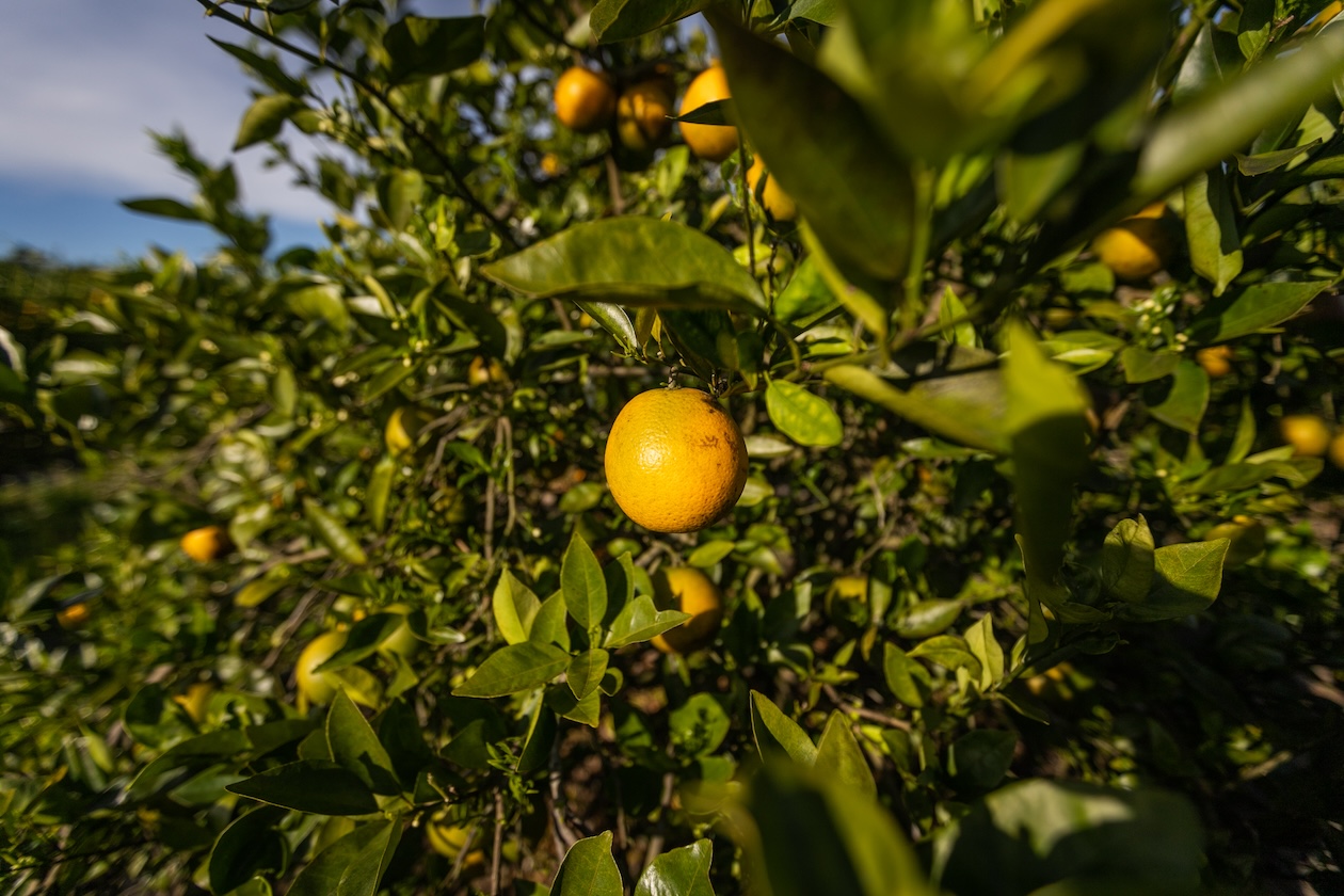 close up of orange tree