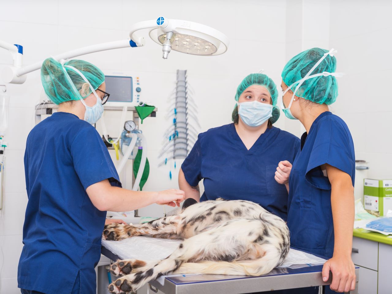 Three veterinarians in scrubs stand around a sedated dog in an operating room