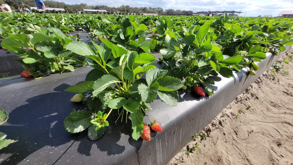 rows of strawberry plants