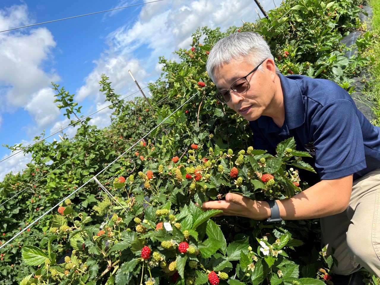 Prof Deng examines blackberries