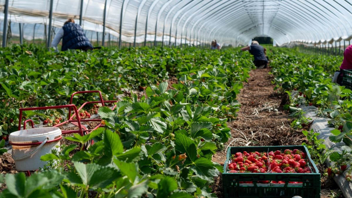 harvesting strawberries in a hot house