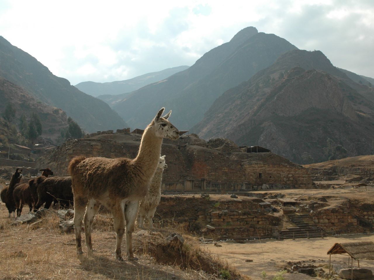 A view of the ruins of Chavin de Huantuar with mountains in the background and alpacas in the foreground