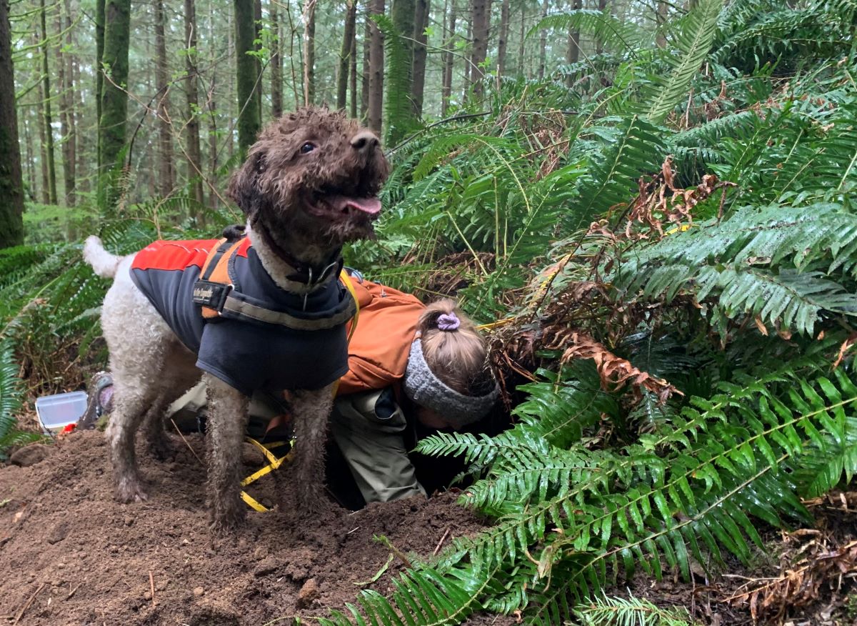 a dog faces camera while researcher digs in ground