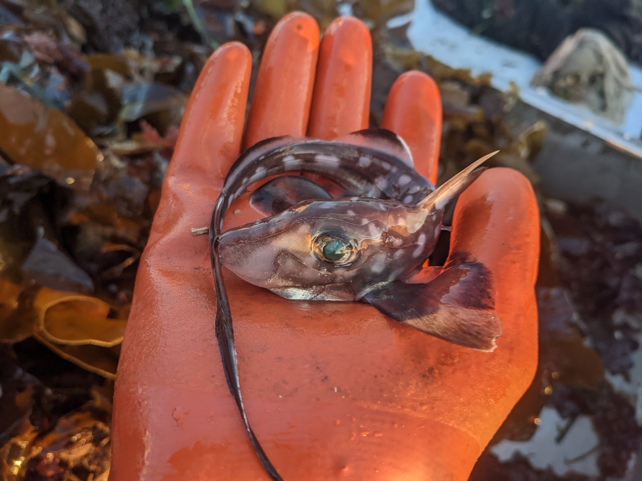 A palm-sized ghost shark curled up inside a gloved hand