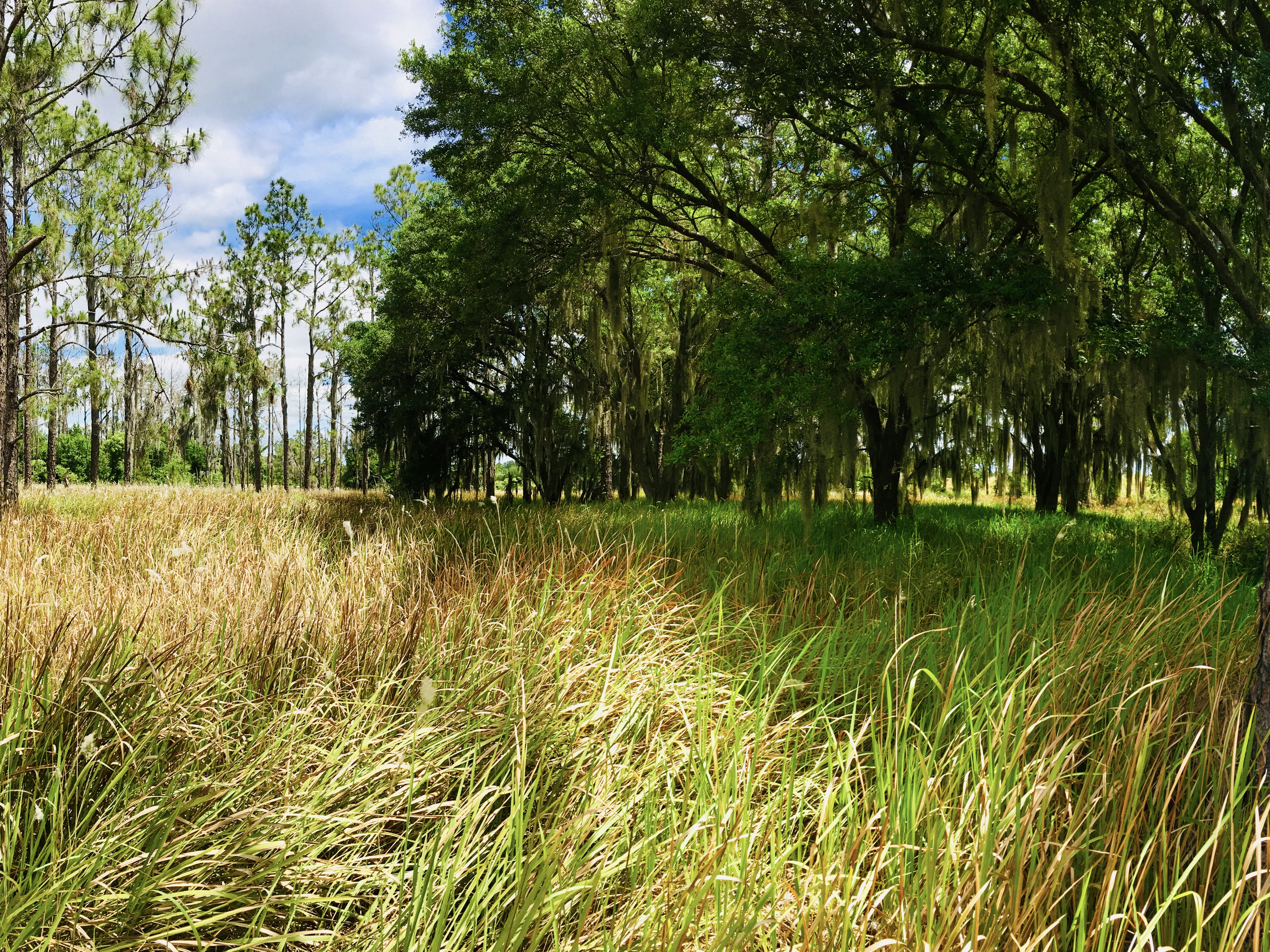 Dense invasion of cogongrass in pine and oak understory, location Lakeland, FL.