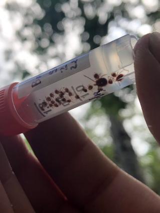 Collection of ticks from invaded areas preserved in ethanol so that they can be sent off for pathogen analysis.