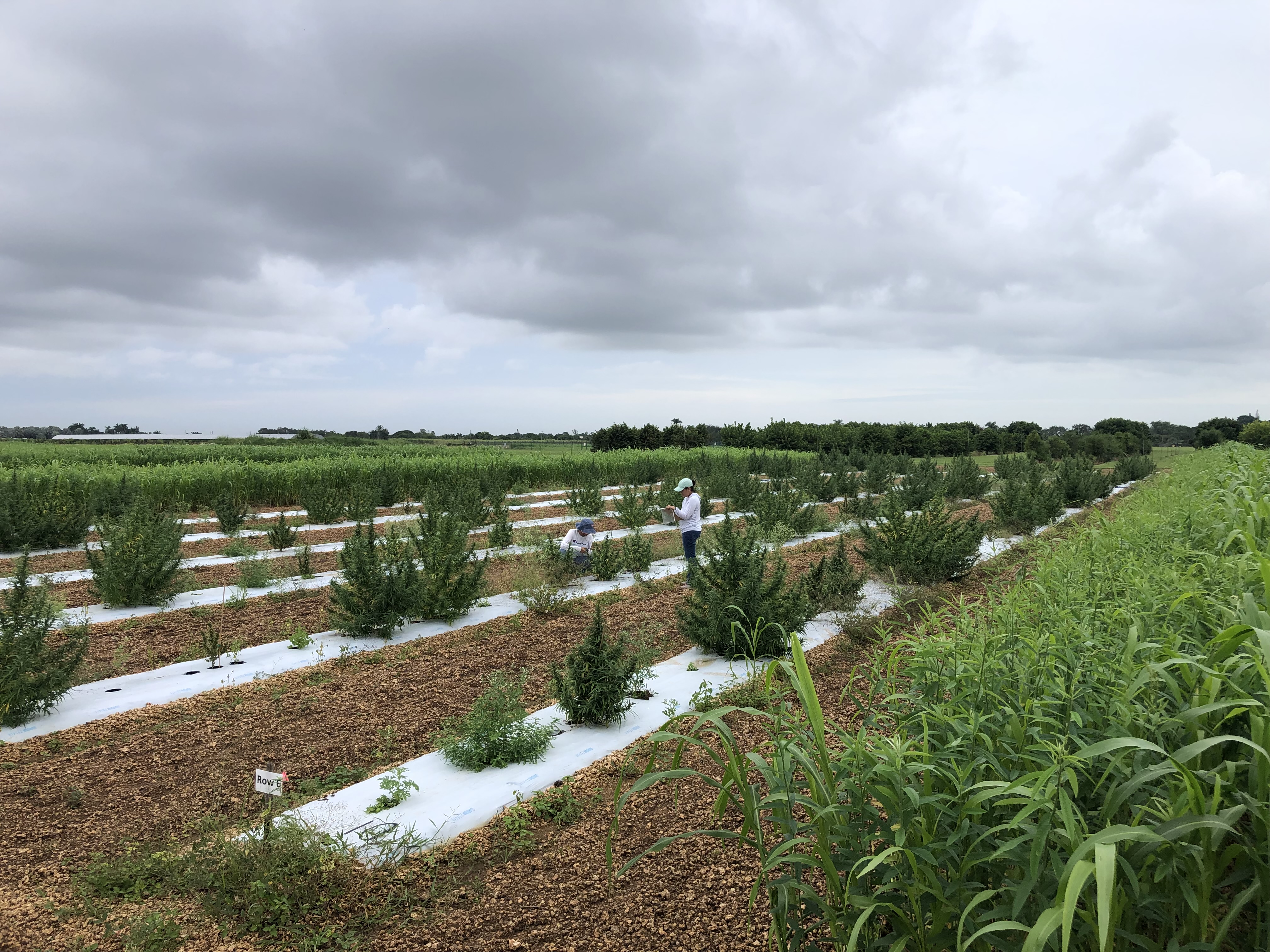 Hemp Field
