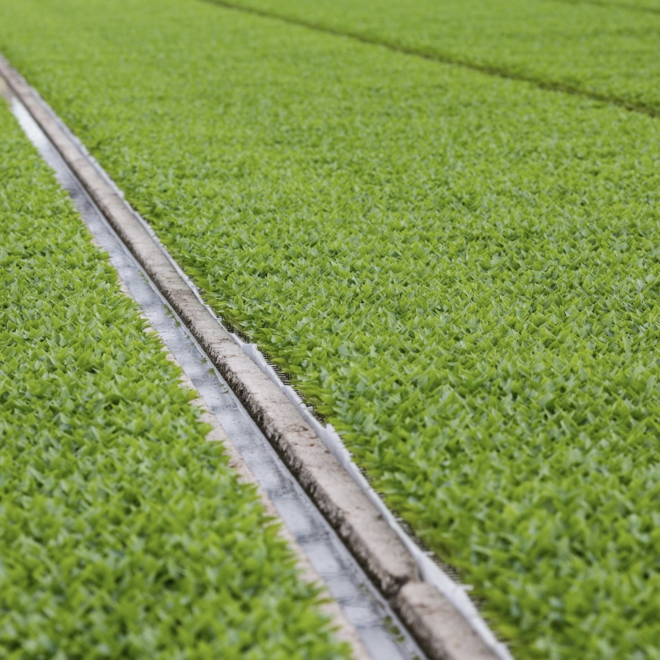A field of mass-produced celery in Florida. UF/IFAS Photo by Tyler Jones