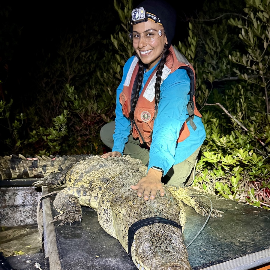 A photo of UF female researcher with crocodile in Everglades.