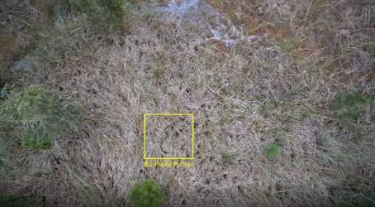 Drone identifies a tagged python part of the telemetry project. Photo credit: UF/IFAS Croc Docs