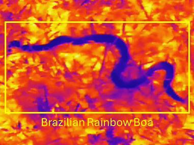 Photo of a preliminary test using a thermal camera to detect snakes. The thermal camera detected an invasive rainbow boa in the Everglades.  Photo credit: UF/IFAS Croc Docs