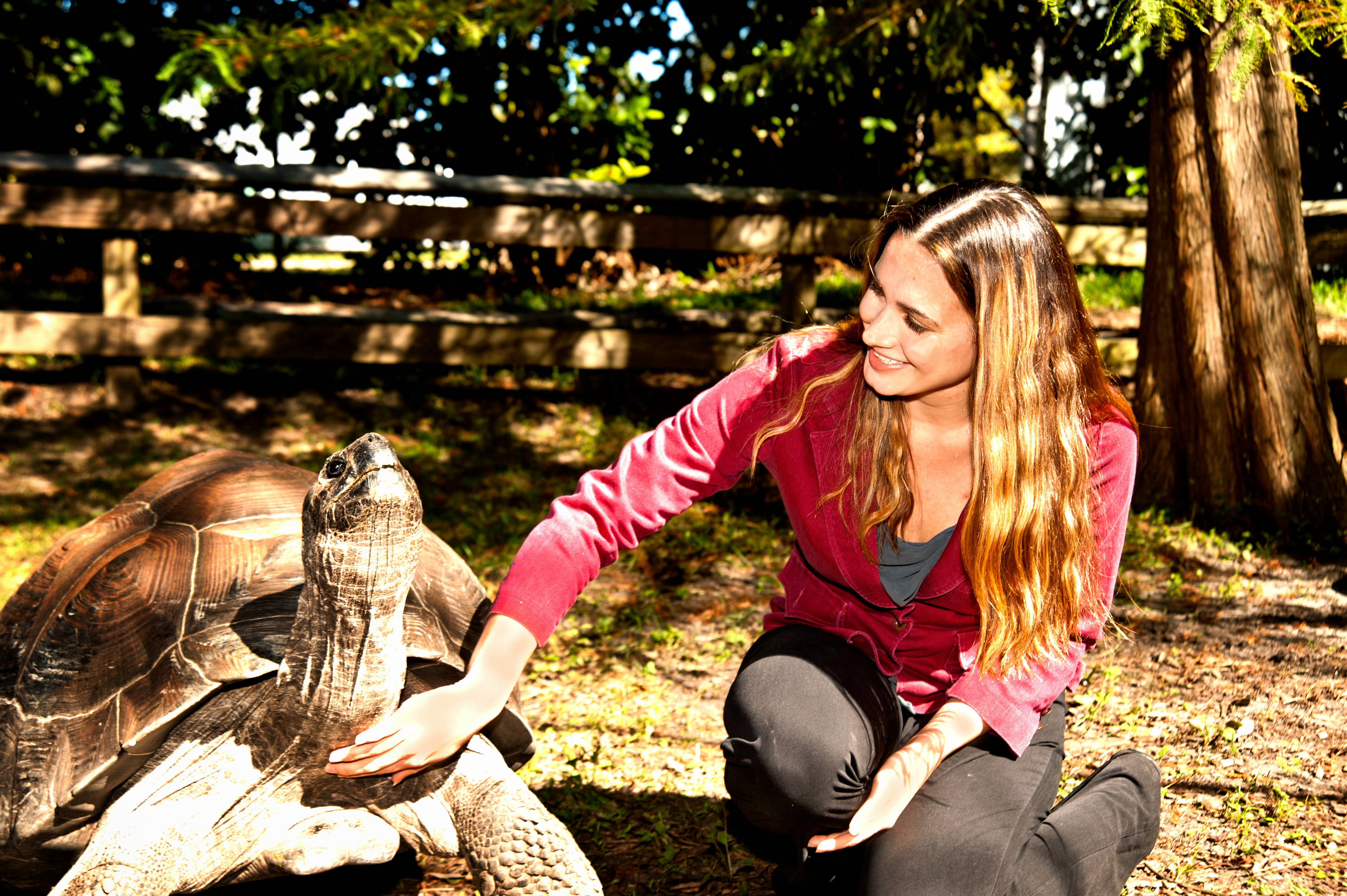 Lindsay Mehrkam, a UF doctoral student in psychology, delivers Larry the tortoise’s preferred enrichment: a neck rub. 